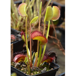 Dionaea 'Giant Mansille'-Dionaea