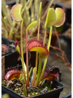 D. muscipula 'Short teeth'