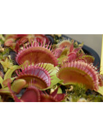 Dionaea 'flat spotted'