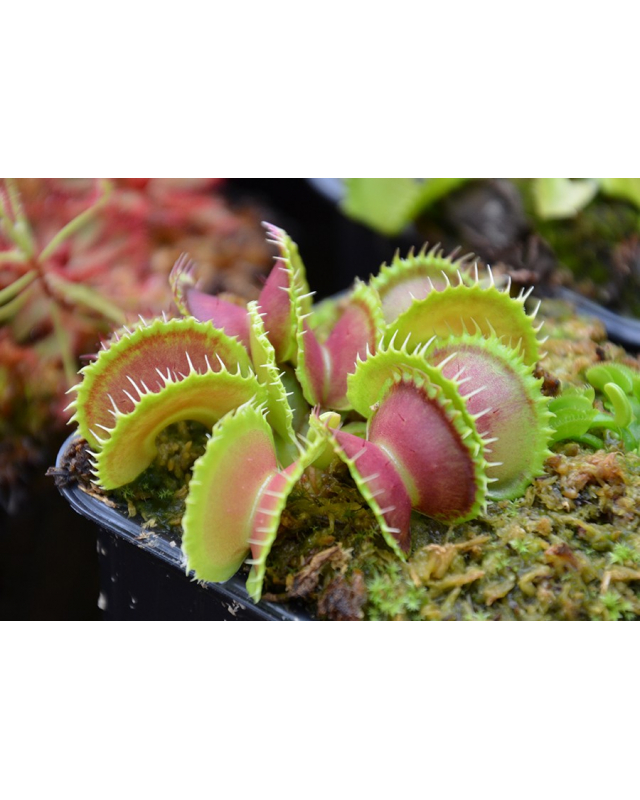 D. muscipula 'Mutant' 1 D. muscipula 'Mutant' 1
