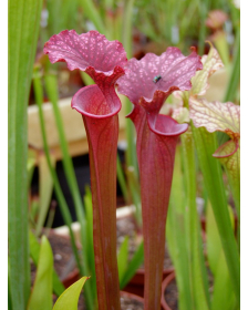 S.x Moorei -- `Red Sumatra’, Botanique Nurseries, USA, (H45,MK)