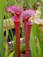 S.x Moorei -- `Red Sumatra’, Botanique Nurseries, USA, (H45,MK)