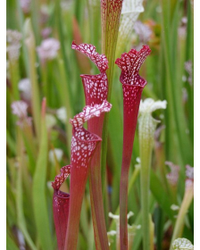 SL66 S. leucophylla -- red/pink