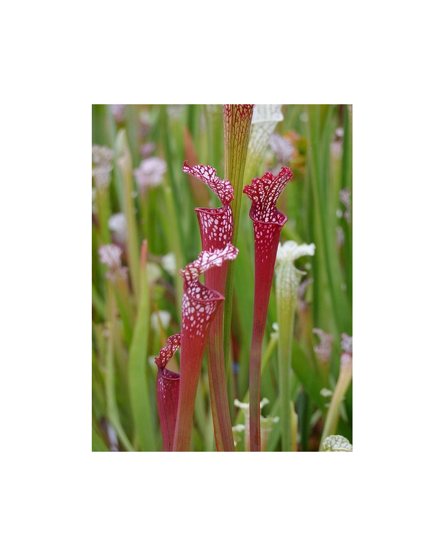 SL66 S. leucophylla -- red/pink