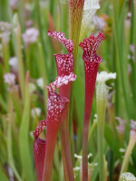 SL66 S. leucophylla -- red/pink