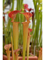 SFC06 S. flava var. cuprea -- very large form, Phil Sheridan x SXM31 S.x Moorei -- `Adrian Slack' 