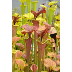 Sarracenia flava var. cuprea -- N.Carolina,W,A Fawcett,(F6,JA)(F90,MK)-var. cuprea