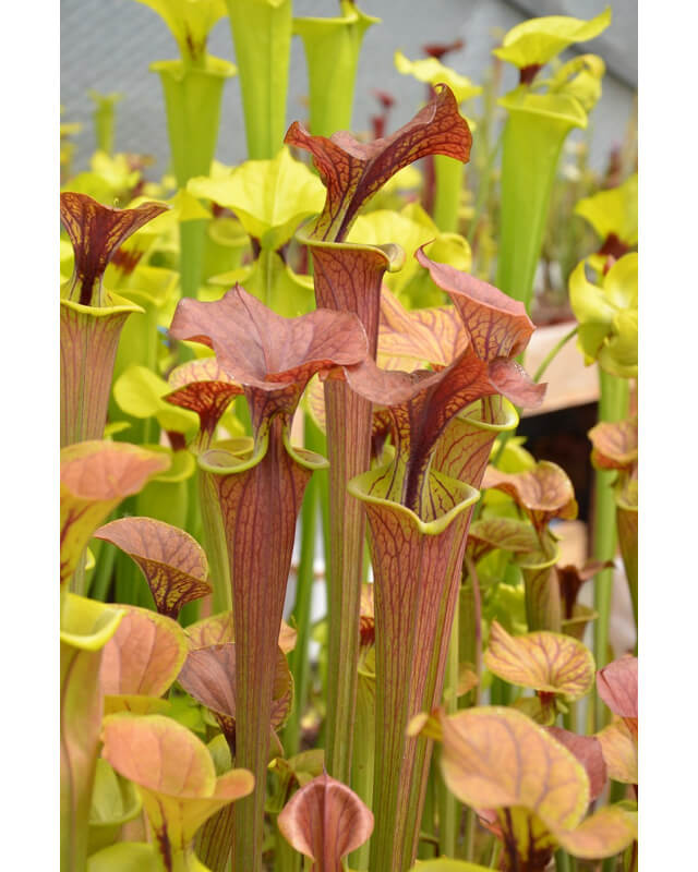 Sarracenia flava var. cuprea -- N.Carolina,W,A Fawcett,(F6,JA)(F90,MK)-var. cuprea