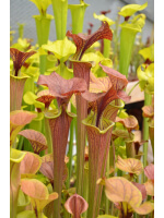 Sarracenia flava var. cuprea -- N.Carolina,W,A Fawcett,(F6,JA)(F90,MK)