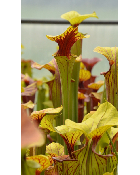 Sarracenia flava var. ornata -- wewahitchka