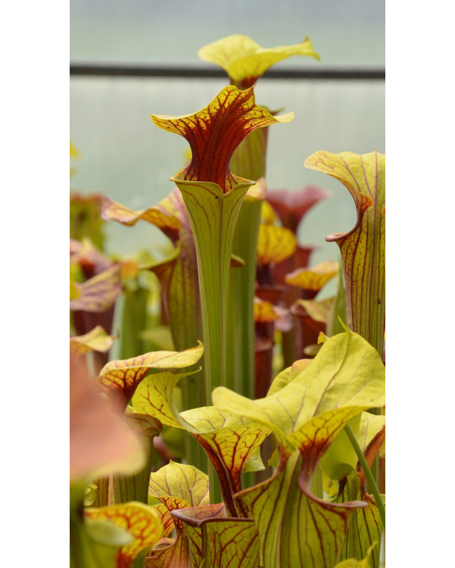 Sarracenia flava var. ornata -- wewahitchka