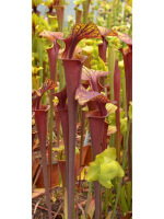 S. flava var. rubricorpora -- apalachicola FL