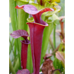 Sarracenia flava -- all red-Miscellaneous