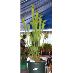 S. flava var. flava, giant form-var.flava