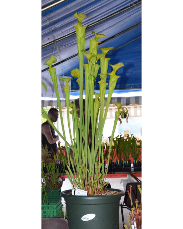 S. flava var. flava, giant form-var.flava