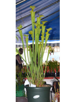 S. flava var. flava, giant form