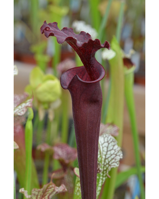 S.leucophylla -- Red x S.flava var. rubricorpora 
