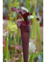 S.leucophylla -- Red x S.flava var. rubricorpora 