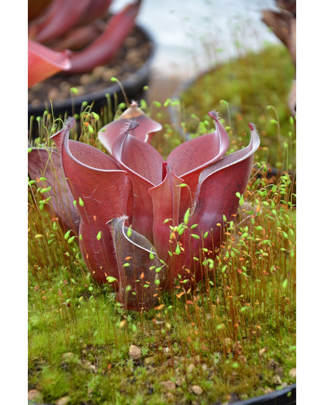 Heliamphora ciliata (ex: H. sp. "lowland") Heliamphora ciliata (ex: H. sp. "lowland")