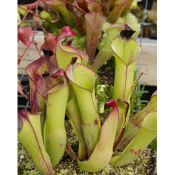 Heliamphora heterodoxa (Gran Sabana)-Heliamphora