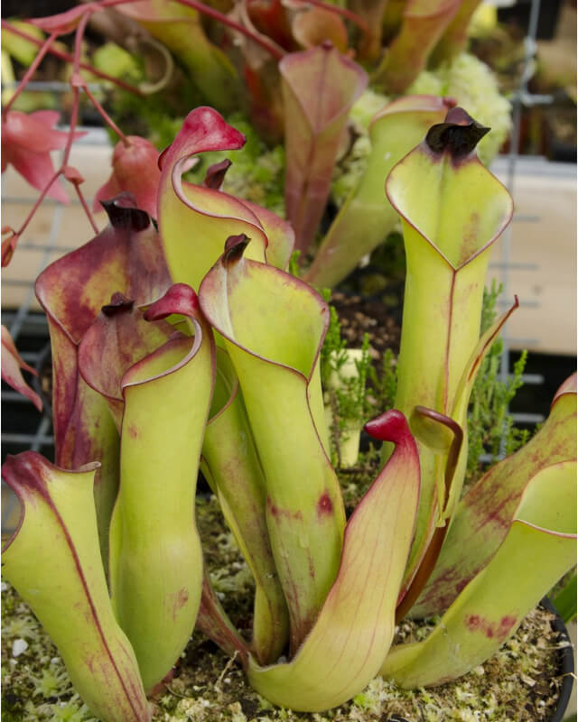 Heliamphora heterodoxa (Gran Sabana)-Heliamphora