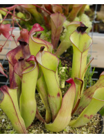 Heliamphora heterodoxa (Gran Sabana)