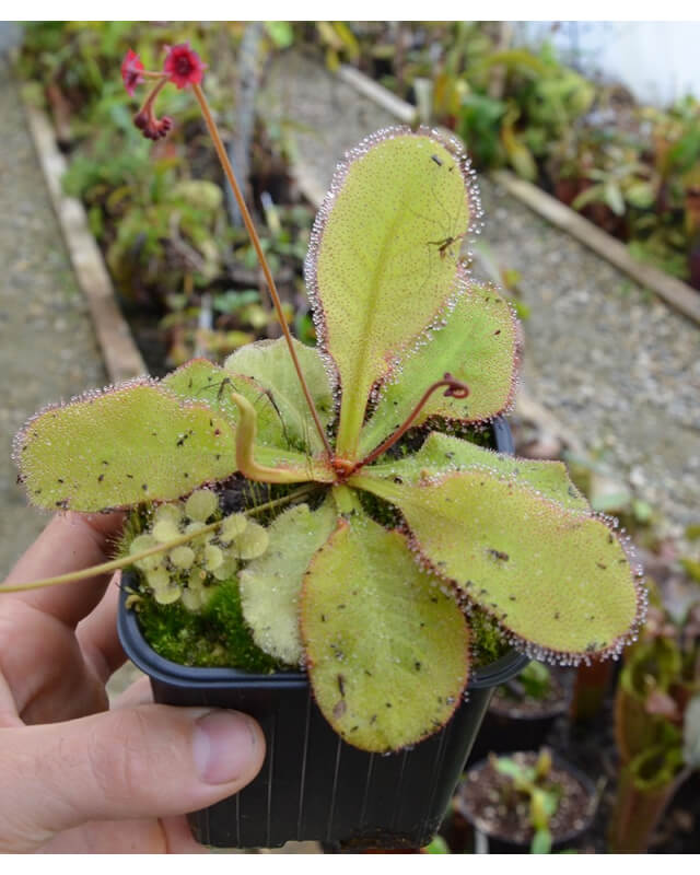 Drosera 'andromeda' schizandra x prolifera