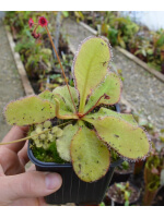 Drosera 'andromeda' schizandra x prolifera