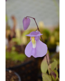 Utricularia humboldtii x quelchii
