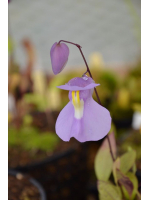 Utricularia humboldtii x quelchii Utricularia humboldtii x quelchii