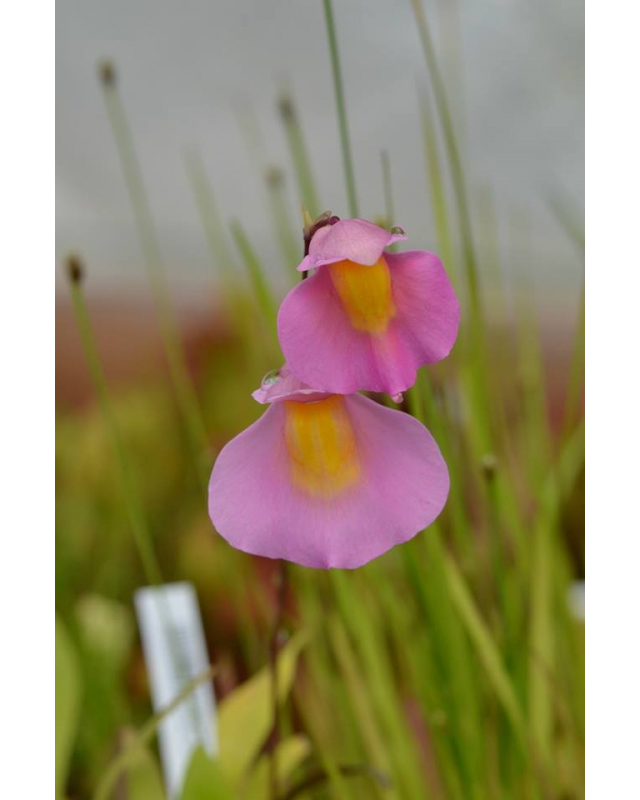 Utricularia 'Jitka' (Utricularia quelchii x Utricularia praetermissa) 