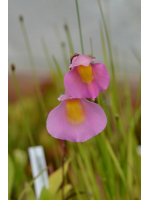 Utricularia 'Jitka' (Utricularia quelchii x Utricularia praetermissa) 