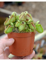Cephalotus follicularis