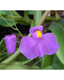 Utricularia longifolia var. forgetiana
