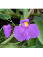 Utricularia longifolia var. forgetiana