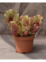 Sarracenia purpurea subsp. venosa