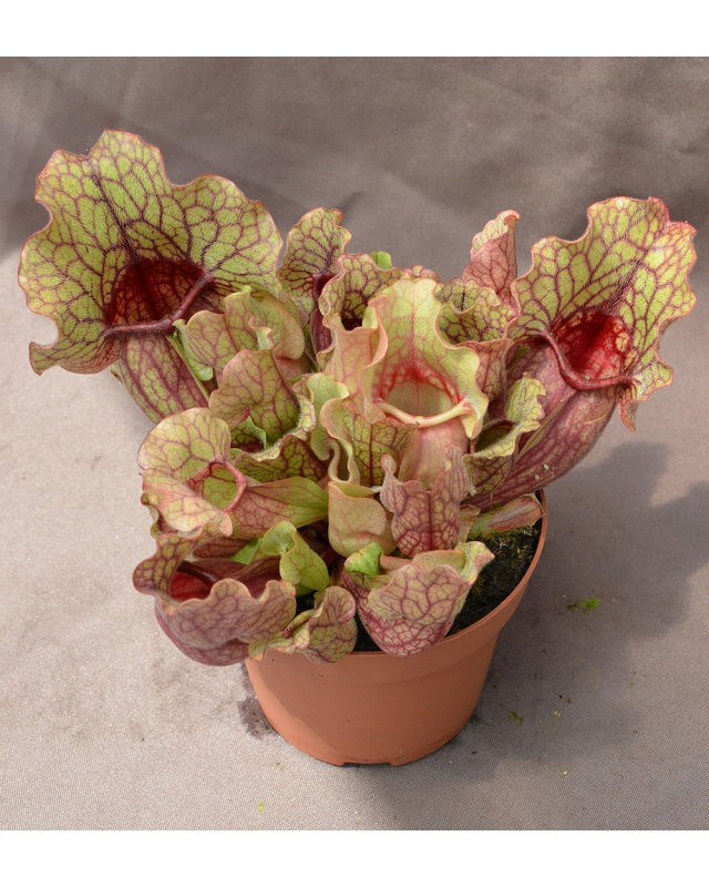 Sarracenia purpurea subsp. venosa