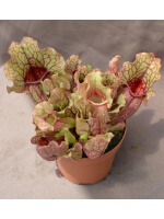 Sarracenia purpurea subsp. venosa