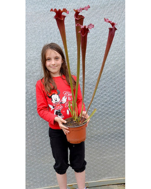 S.leucophylla 'Wilkerson’s Red Rocket' x S.flava var.rubricorpa 