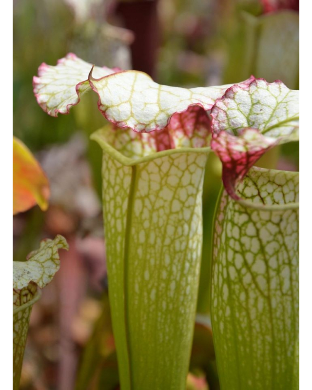 S. (S.alata x S.leucophylla -- Red & Gold) x S.x moorei -- 'Leah Wilkerson'