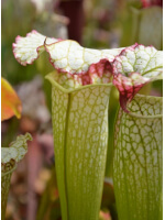 S. (S.alata x S.leucophylla -- Red & Gold) x S.x moorei -- 'Leah Wilkerson'