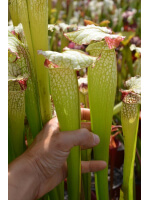 S. (S.alata x S.leucophylla -- Red & Gold) x S.x moorei -- 'Leah Wilkerson'