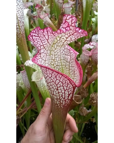 S. leucophylla -- Red & white, large form. Ian Salter, 2006, (L87,MK)