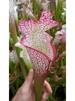 S. leucophylla -- Red & white, large form. Ian Salter, 2006, (L87,MK)