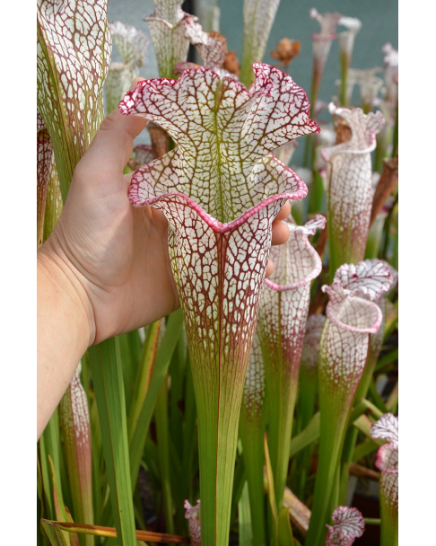 S. leucophylla -- Red & white, large form. Ian Salter, 2006, (L87,MK)