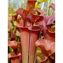 Sarracenia flava var. atropurpurea -- all red form,Blackwater,W,(PW,F3)(F27a, MK)-var.atropupurea