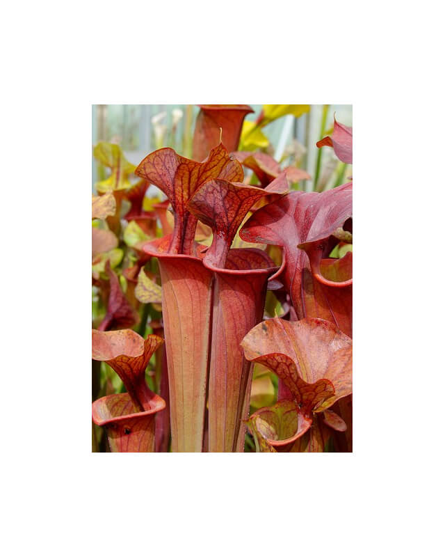 Sarracenia flava var. atropurpurea -- all red form,Blackwater,W,(PW,F3)(F27a, MK)-var.atropupurea