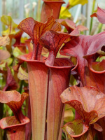 S. flava var. atropurpurea -- all red form,Blackwater,W,(PW,F3)(F27a, MK)