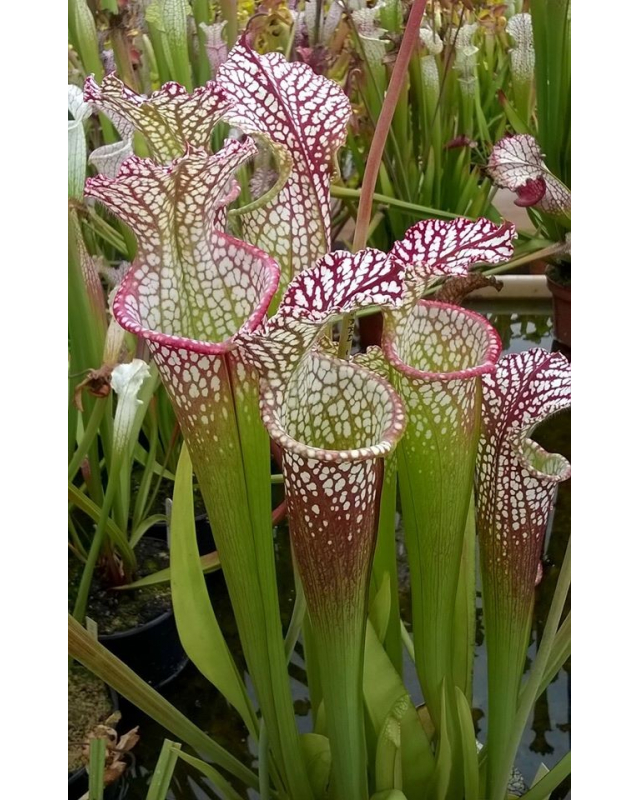 S. leucophylla -- Franklin County A X B