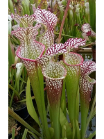 S. leucophylla -- Franklin County A X B